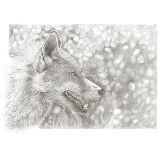 Pencil portrait of The fox...