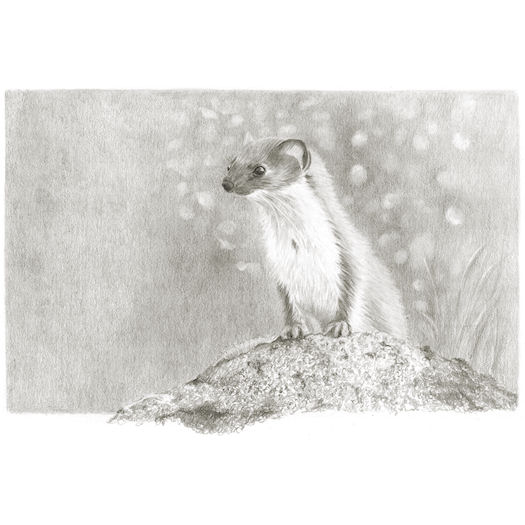 Pencil portrait of Weasily recognised